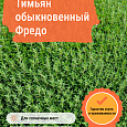 Тимьян обыкновенный Фредо