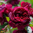 Роза чайно-гибридная Аскот (Rose Ascot)
