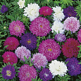 Астра низкорослая Маленькая королева смесь
