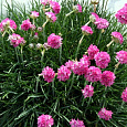 Армерия приморская Розеа
