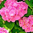 Гортензия крупнолистная Forever ever pink Гортензия крупнолистная Forever ever pink