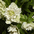 Морозник восточный White double