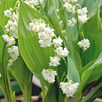 Ландыш майский Prolificans Ландыш майский Prolificans