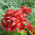 Лилия азиатская горшечная Тайни Хоуп