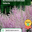 Астильба китайская Valerie