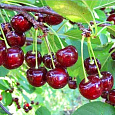 Вишня  Мценская