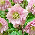 Морозник восточный Double Light Rose